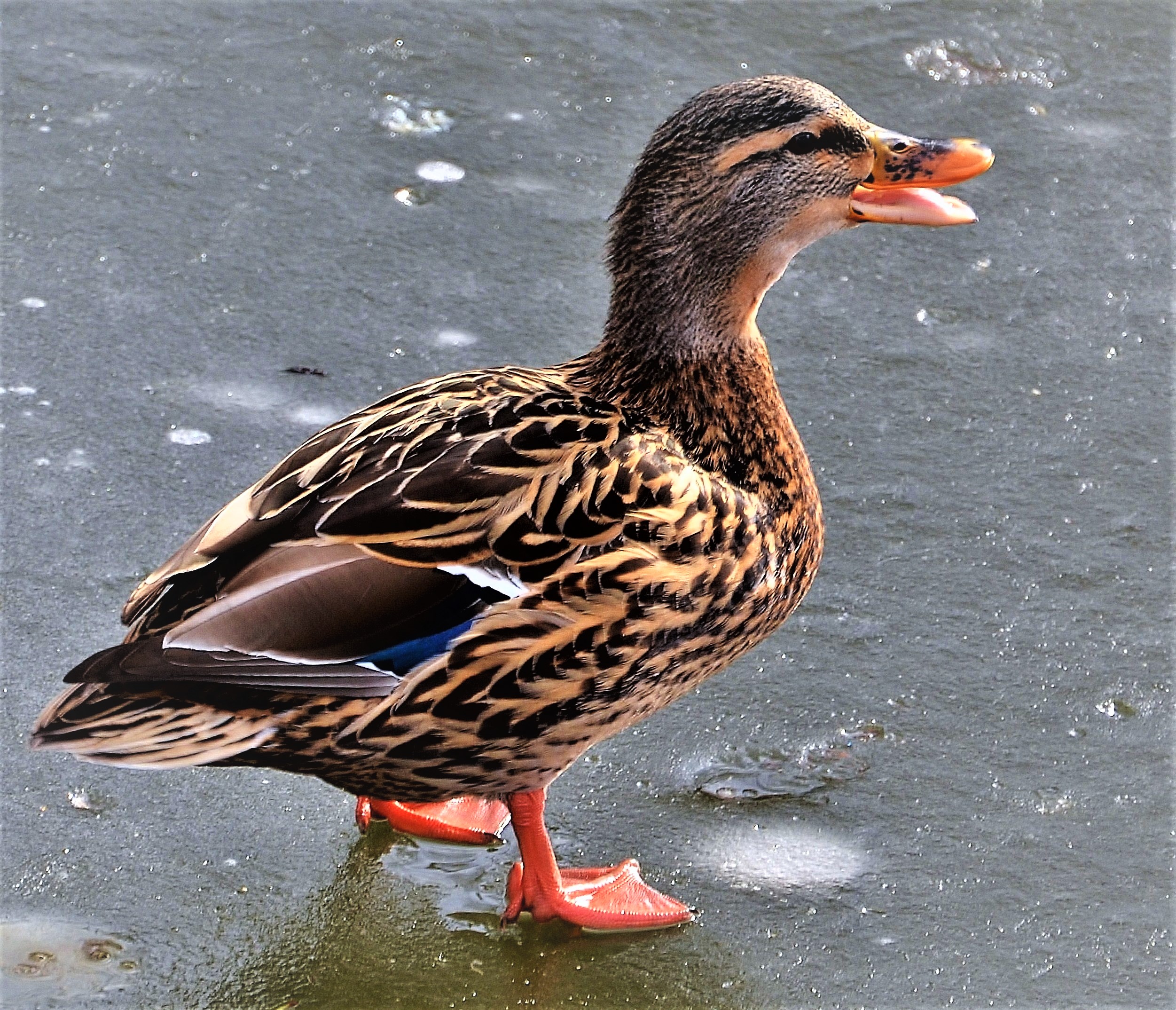 Meeting Photo Slide Show